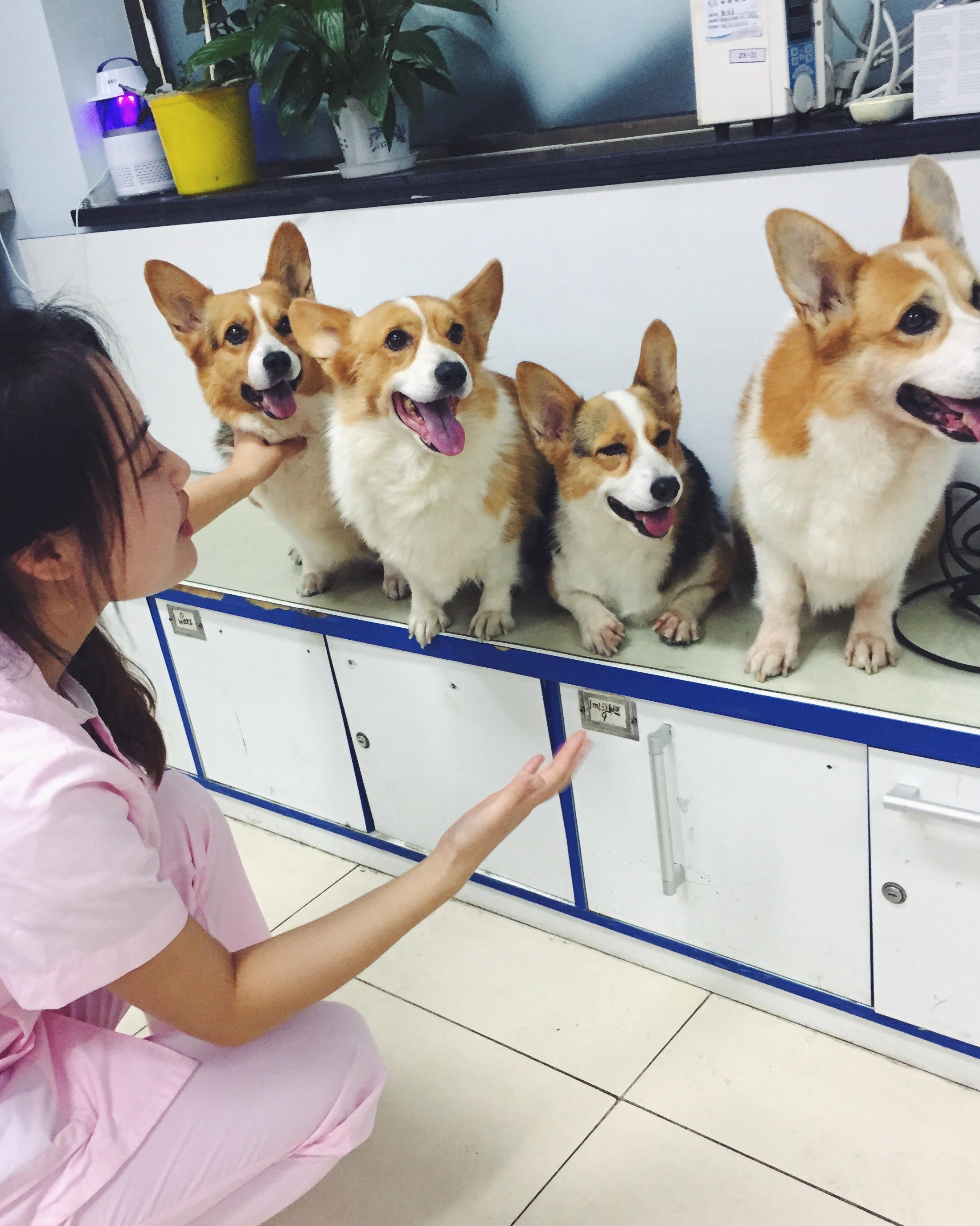 Animal care