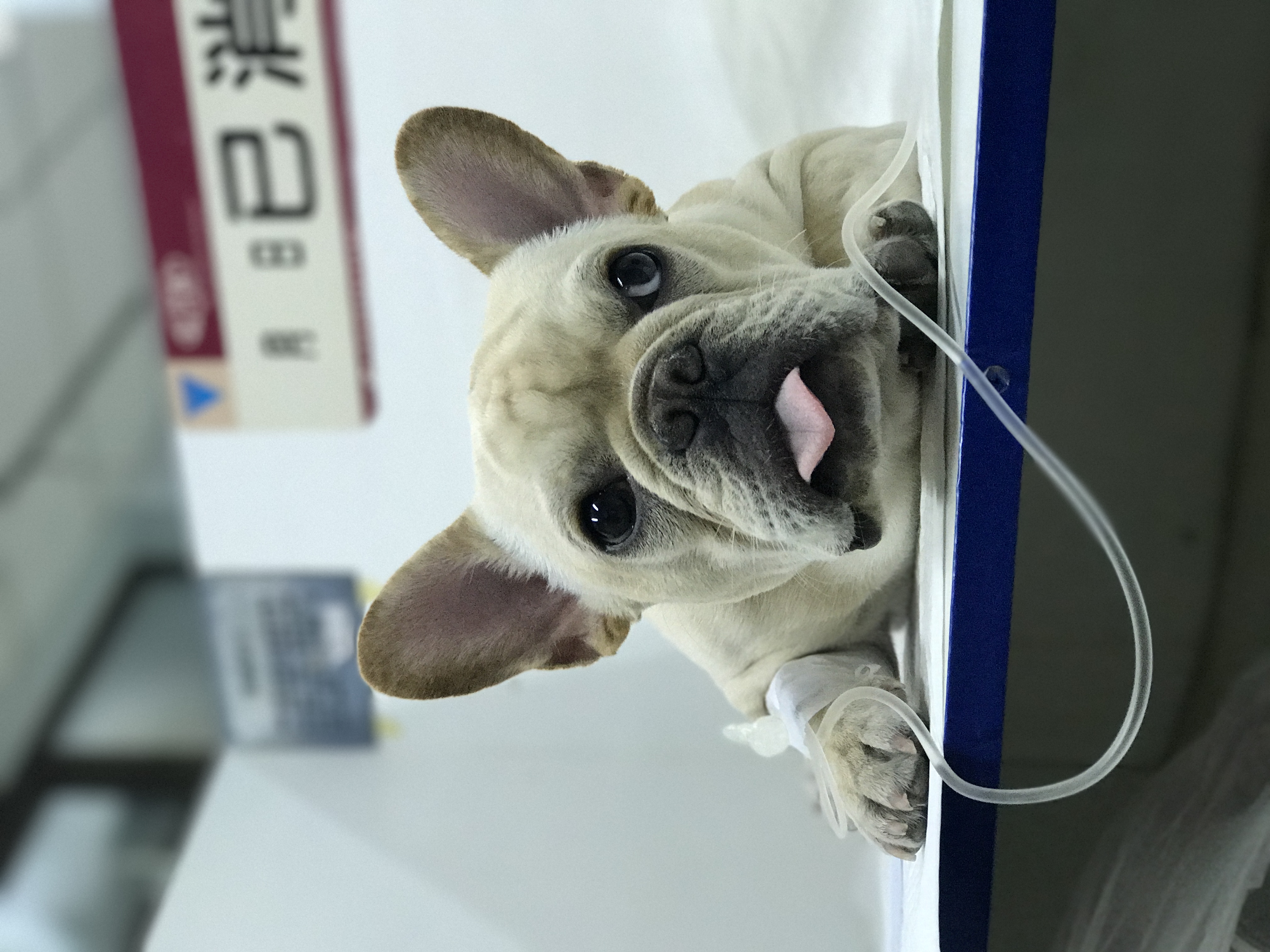 Animal hospital