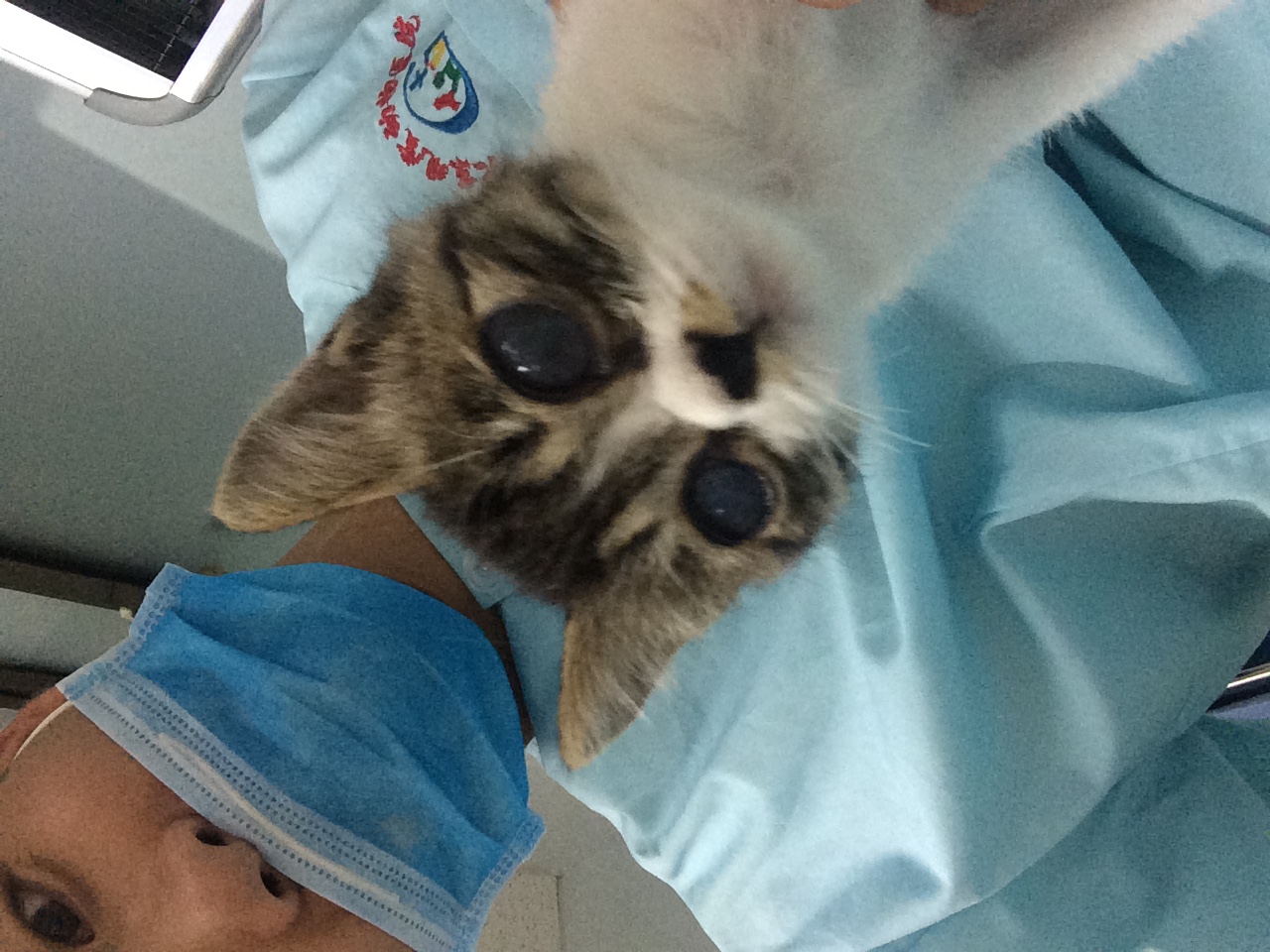 Animal care work